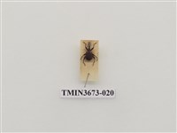 藏品(象鼻蟲(1))的圖片